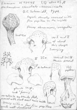 Vorschaubild Nectandra caudatoacuminata O.C. Schmidt